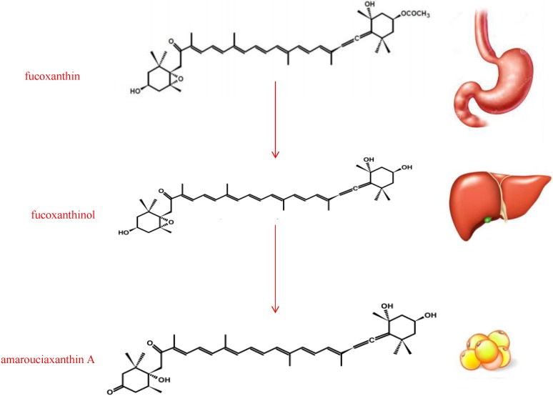 Метаболическое превращение фукоксантина в амароуциаксантин А через фукоксантинол.
